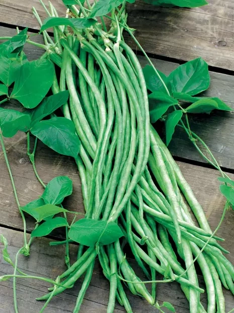 Samen Spargelbohne (Vigna unguiculata ssp. sesquipedalis)