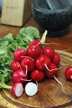 Samen Radieschen 'Carmen' (Raphanus sativus)