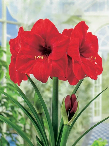 Ritterstern (Hippeastrum) 'Red Lion' 1 St. Zwiebel XXL