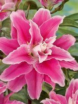 Lilie (Lilium) 'Sweet Rosy'