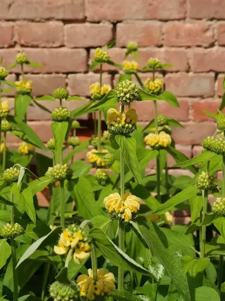 Brandkraut (Phlomis russeliana)