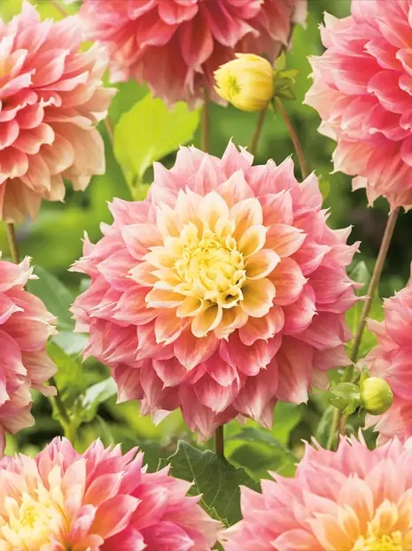 Dahlie (Dahlia)  'Kogane Fubuki'
