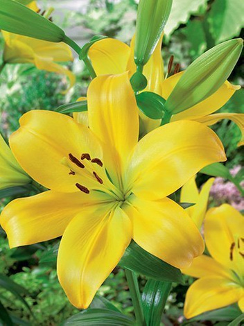 Asiatische gelbe billige Lilie (Lilium) 1 Stk.