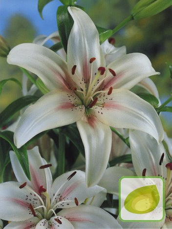 Billige Lilie (Lilium) Marseille