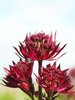 Sterndolde (Astrantia major) 'Claret' 1 St.