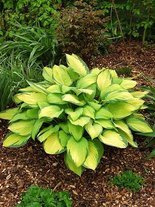 Funkie (Hosta) 'Gold Standard'