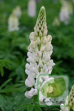 Lupine (Lupinus) Mix