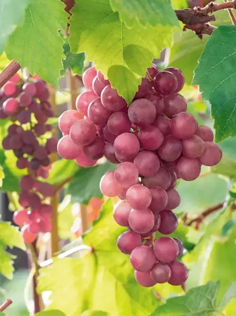 Weinrebe (Vitis) 'Swenson Red'