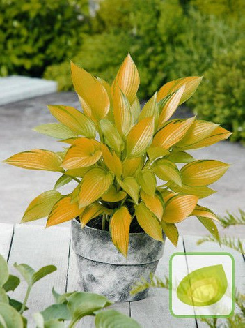 Funkia (Hosta) June Fever