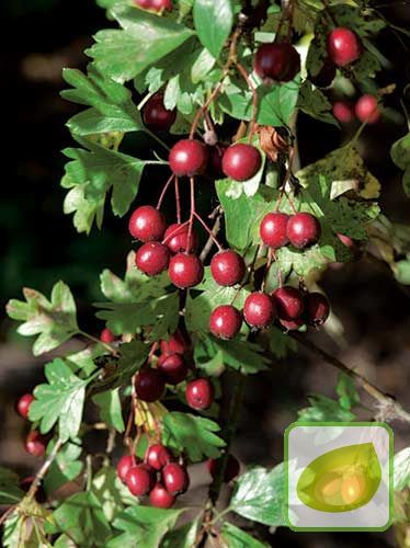 Apfeldorn (Crataegus x lavallei) 'Carrierei'