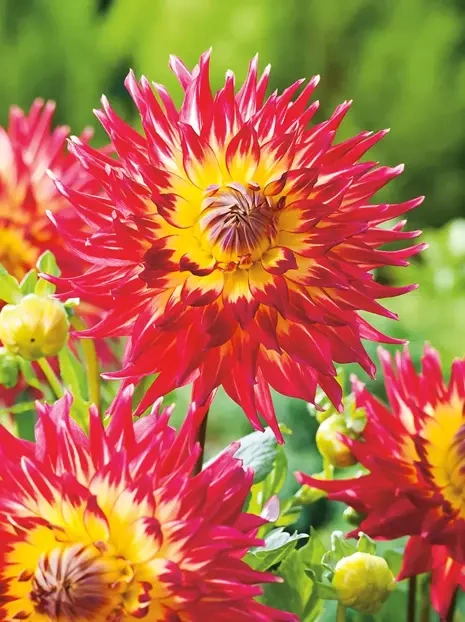 Dahlie (Dahlia) 'Dana'