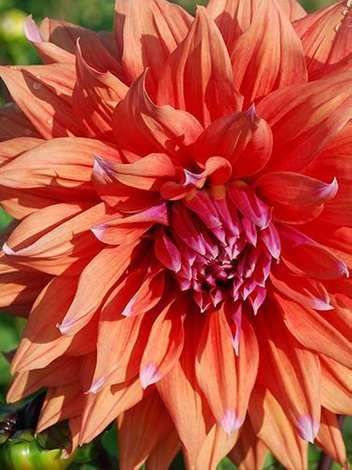 Dahlie (Dahlia) 'Colour Spectacle'