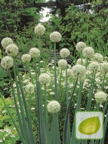 Zierlauch (Allium) Mount Everest 5 St.