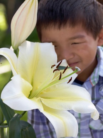 Lilie (Lilium) 'Big Brother'