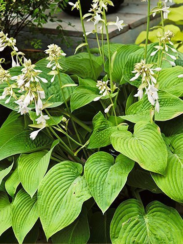 Funkie (Hosta) 'T-REX'