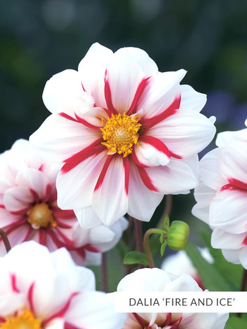 SATZ Anemonenblütige Dahlien 2