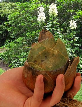 Riesenlilie Himalaya (Cardiocrinum giganteum) 1 St.