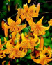 Lilie (Lilium) Leichtlini