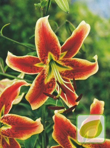Lilie (Lilium) Scheherazade