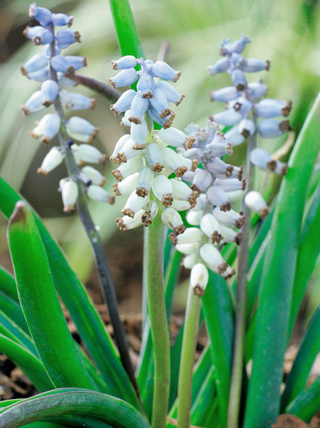 Traubenhyazinte (Muscari) 'Muscarimi'