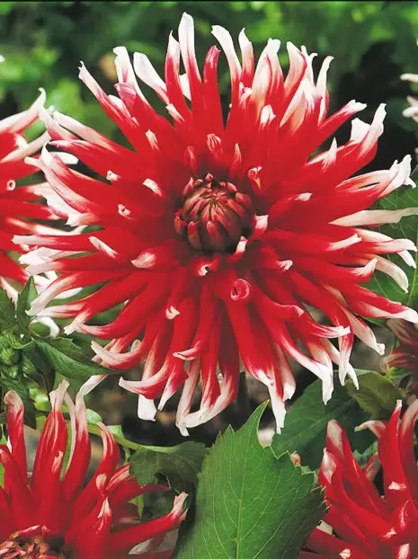 Dahlia (Dahlia) 'Friquolet'