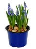 Traubenhyazinte (Muscari) 'Artist'