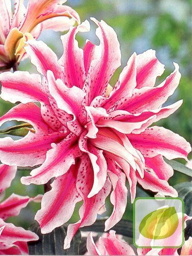 Lilie (Lilium) Magic Star