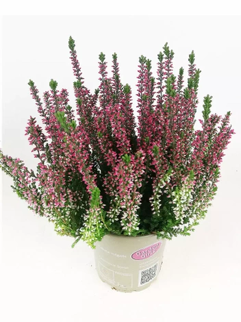 Heidekräuter (Calluna) 'Garden Girls' rosa | ⌀ 9cm