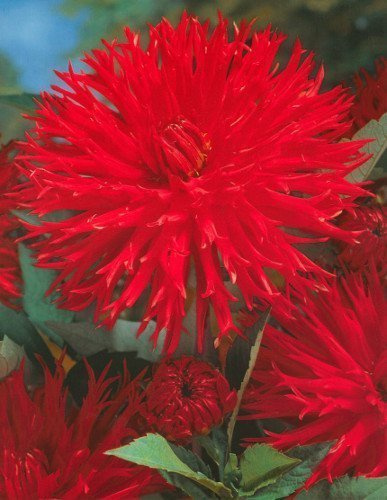 Dahlia (Dahlia) 'Apache'