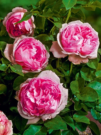 Nostalgische Rose (Rosa)  'Madern Art.®'