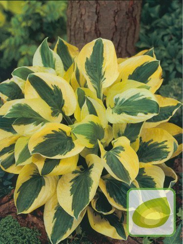 Funkie (Hosta) Brim Cup