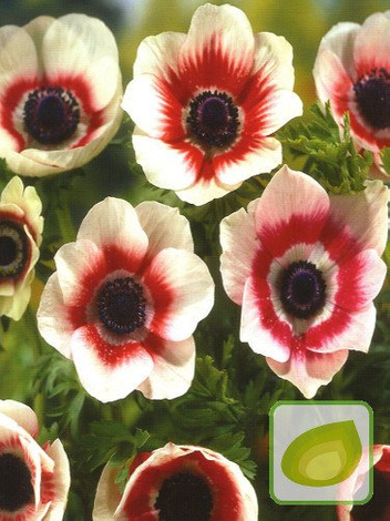 Windrösche (Anemone) 'Bicolor'
