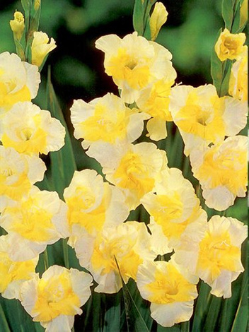 Gladiole (Gladiolus) 'Buggy'