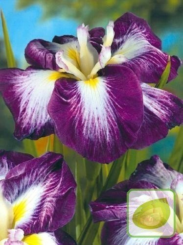 Schwertlilie Ensata Nessa-No-Mai