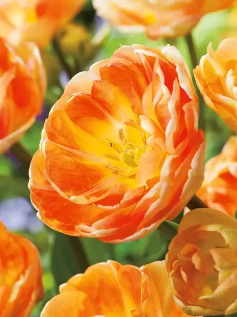 Tulpe Orange Angelique