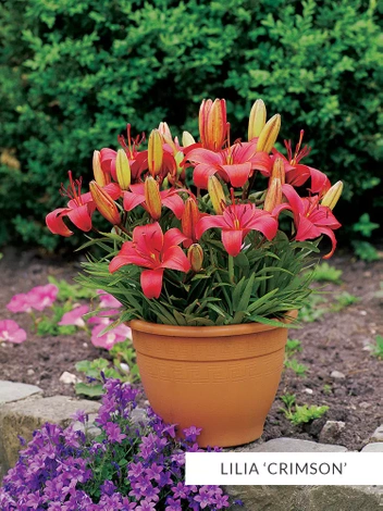 SATZ Lilien Pixie