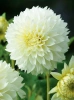 Dahlie (Dahlia) 'Myama Fubuki'