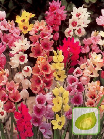 Garten-Ixia (Ixia) Mix