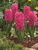 Hyazinthe (Hyacinthus) 'Jan Bos'