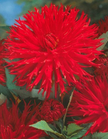 Dahlia (Dahlia) 'Apache'