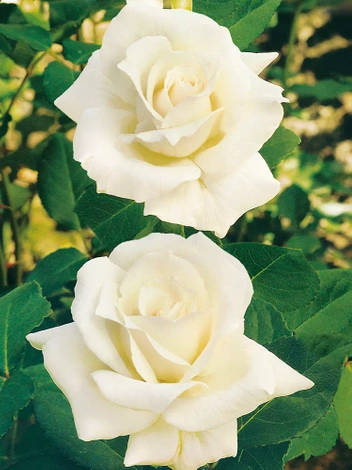 Großblumige Rose (Rosa) 'Chopin'