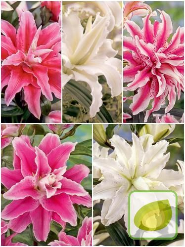 Satz Exklusiv Orientalische Lilien Gefülltblühende