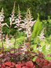Prachtspiere (Astilbe) 'Color Flash' 1 St.