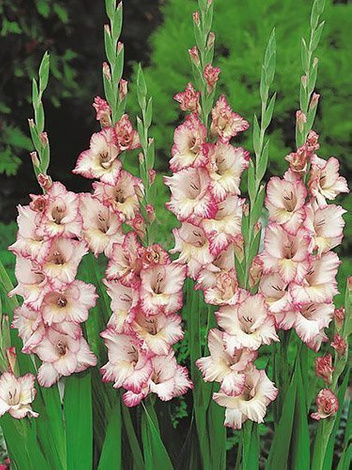 Gladiole billig (Gladiolus) 'Priscilla'