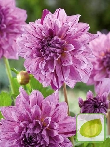 Dahlie"Dahlia" Prince Carnaval