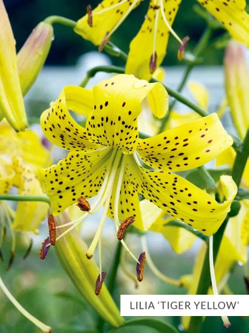 SATZ Tigerlilien