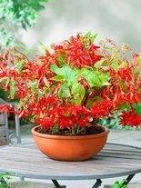 Begonie Hanging Basket-Pendula Rot 1 St.