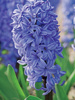 Hyazinthe (Hyacinthus) 'Delft Blue'