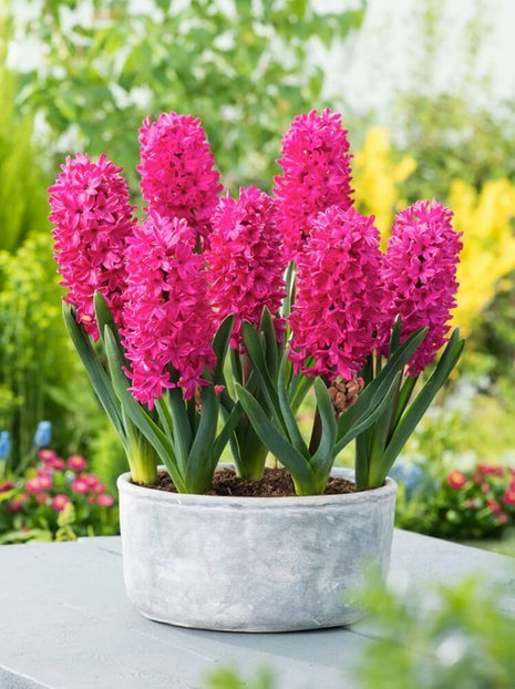 Hyazinthe (Hyacinthus) 'Jan Bos'