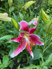 Lilie (Lilium) 'Stargazer'